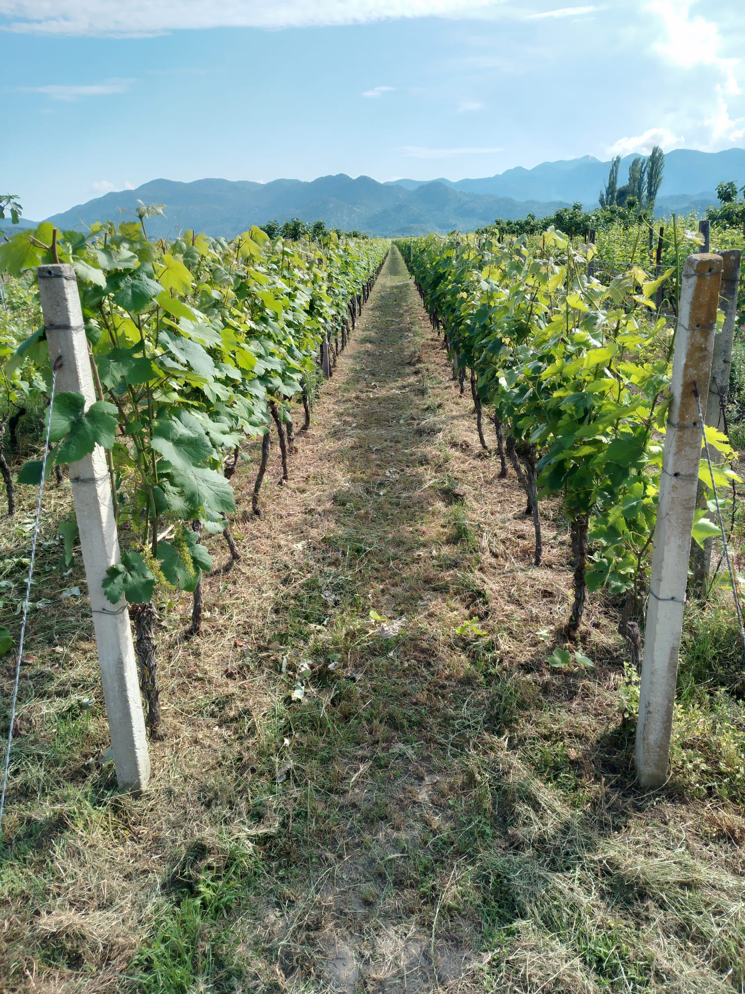 Vinograd u proljeće